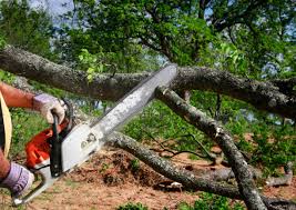 Carey, OH Tree Care  Company